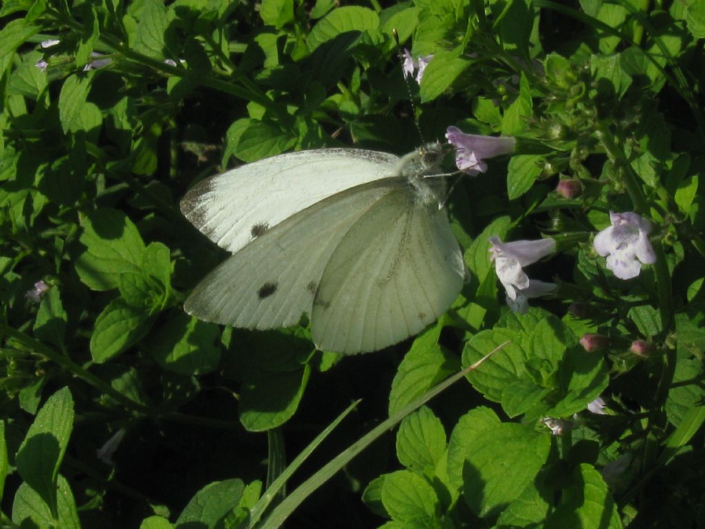 Pieris napi femmina?