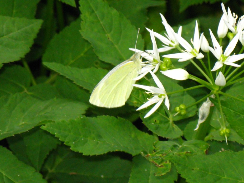 Pieris napi femmina?