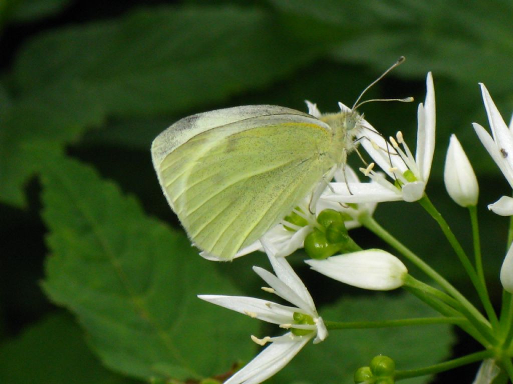 Pieris napi femmina?