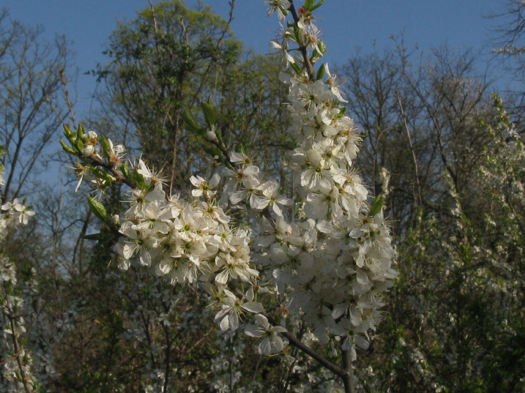 Malus silvestris?