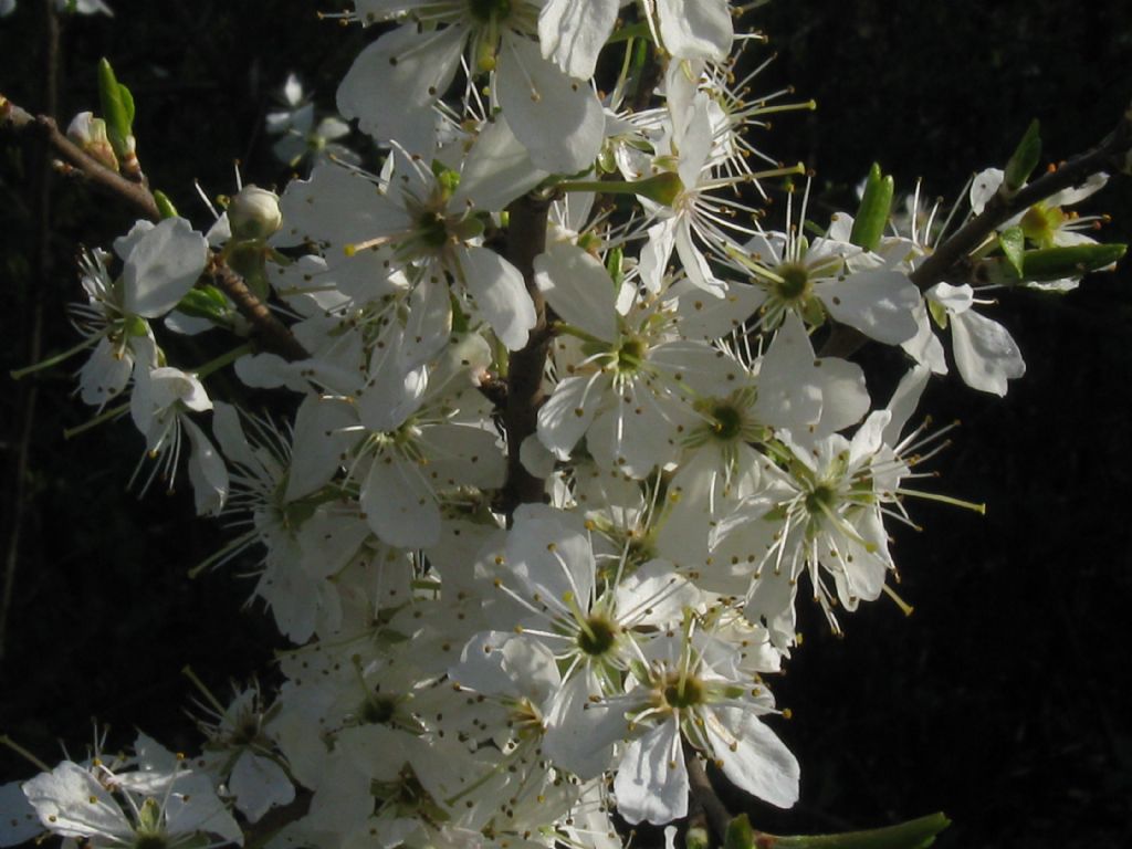 Malus silvestris?