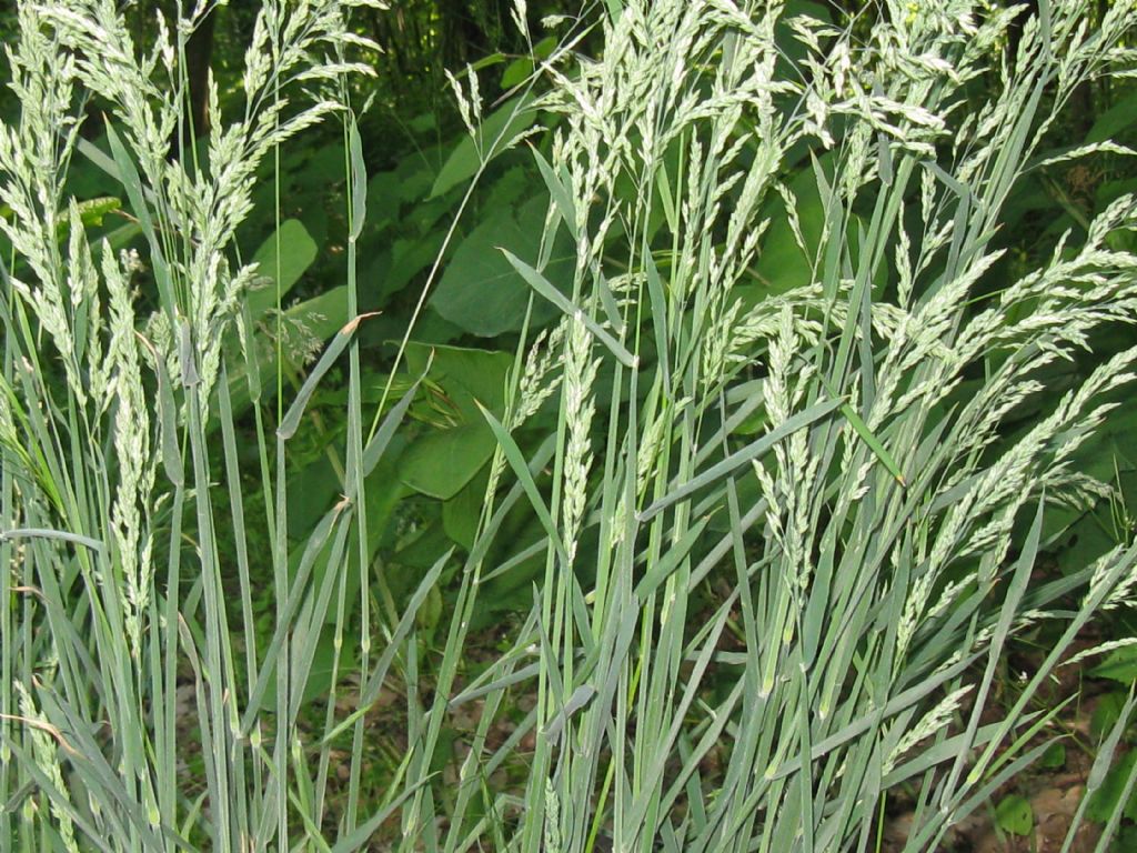 Holcus cfr. lanatus  (Poaceae)