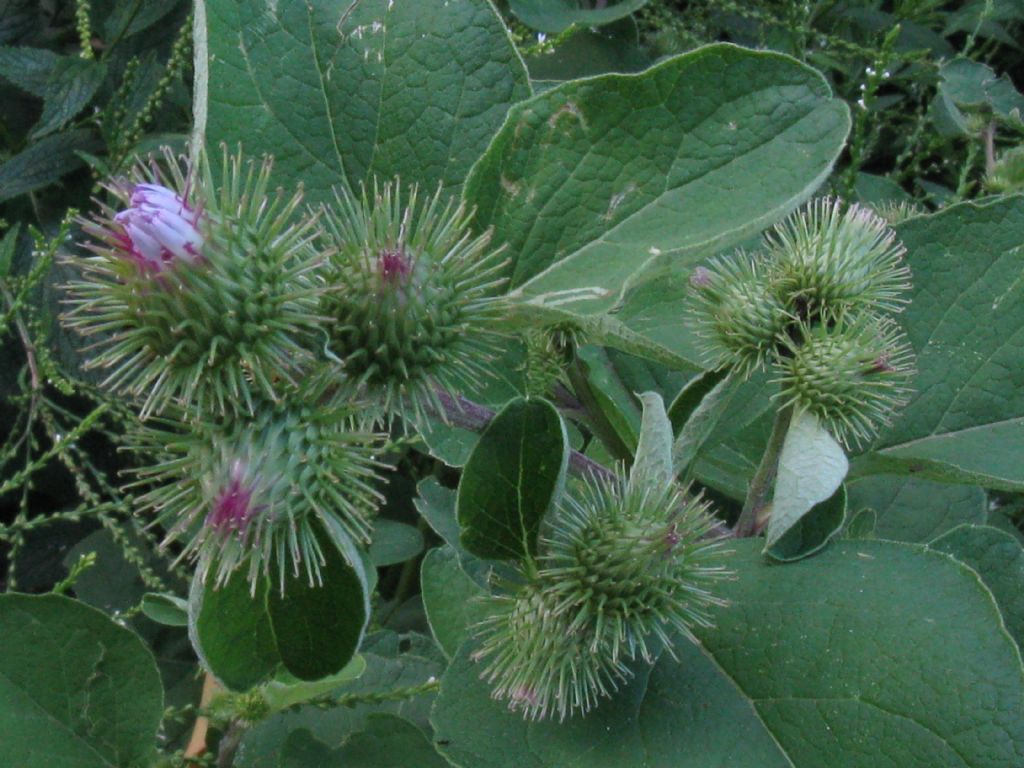 Arctium nemorosum?