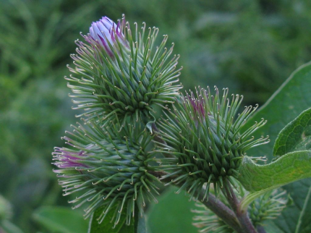 Arctium nemorosum?