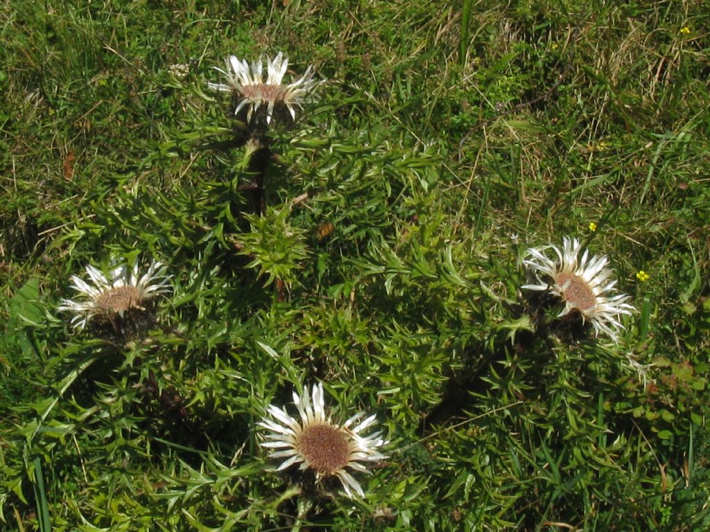 Carlina acaulis?