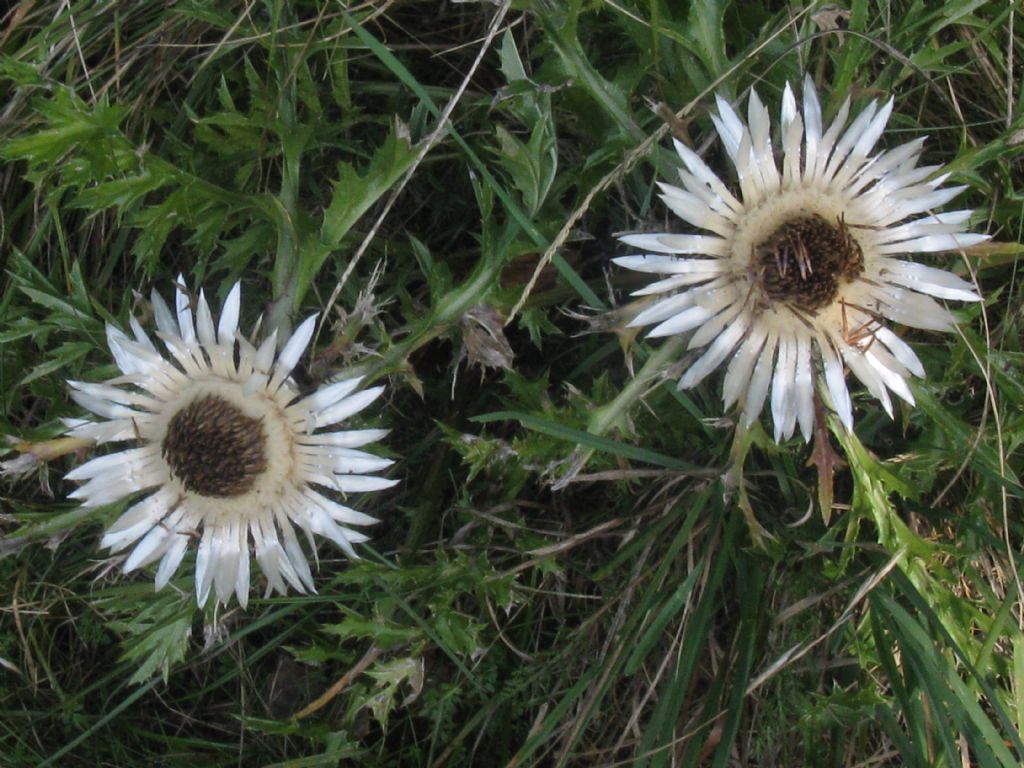 Carlina acaulis?