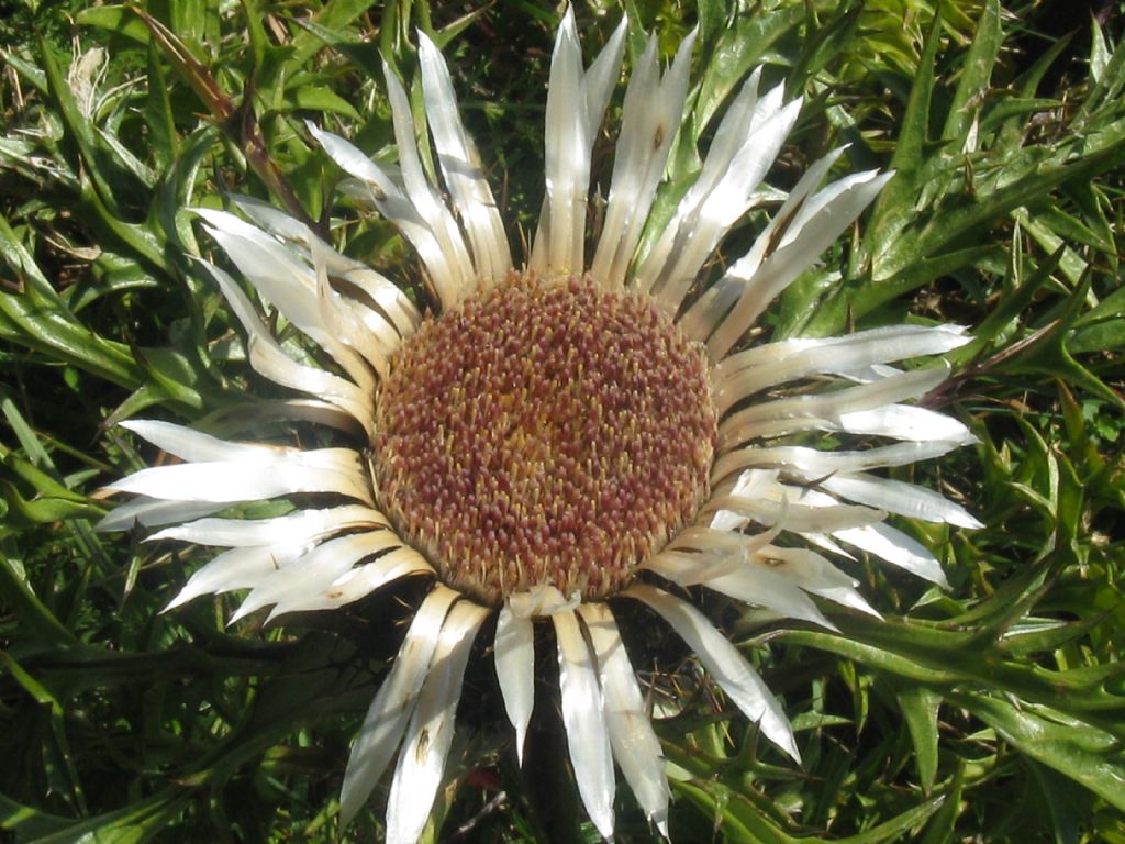 Carlina acaulis?