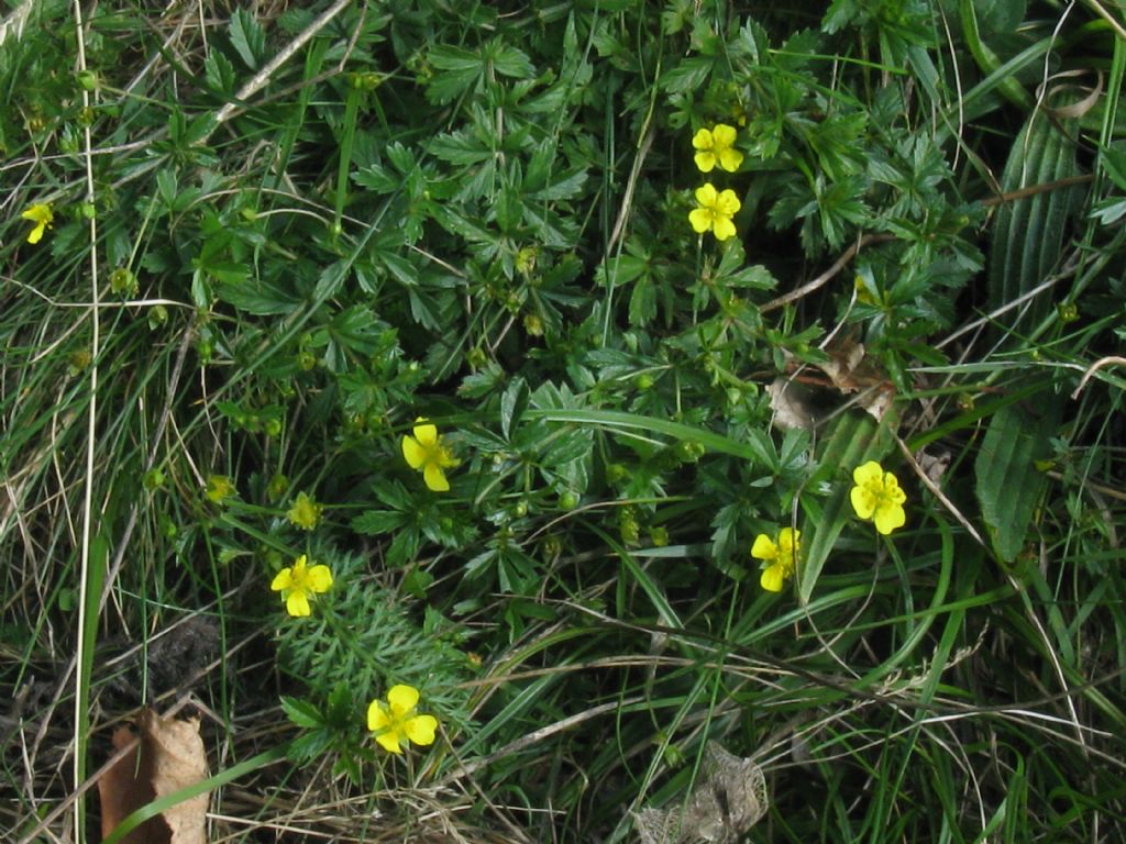 Potentilla erecta?