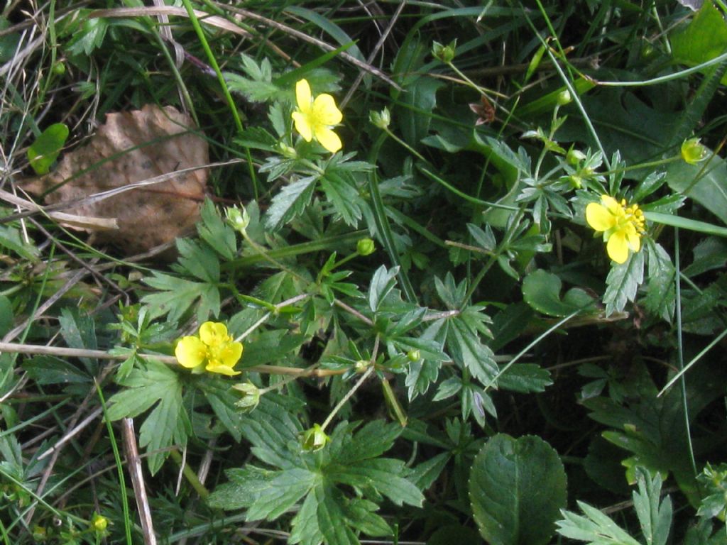 Potentilla erecta?