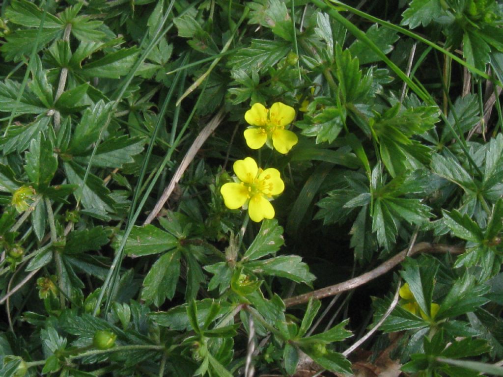 Potentilla erecta?