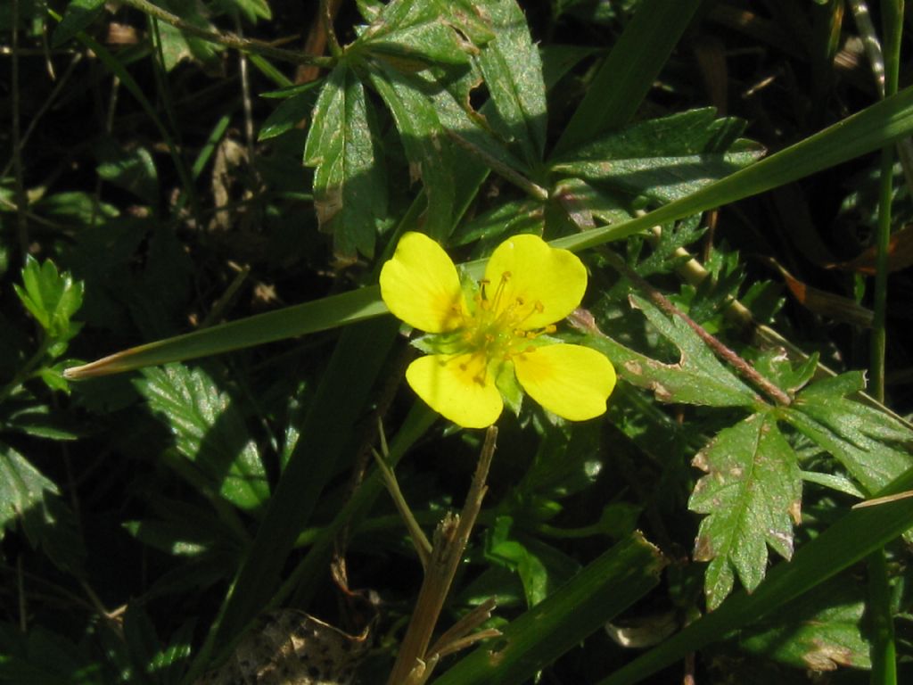 Potentilla erecta?