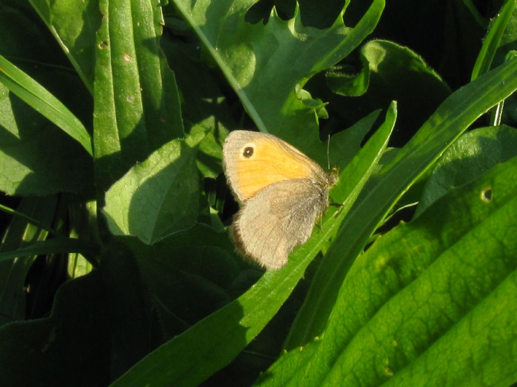 Coenonympha pamphilus?