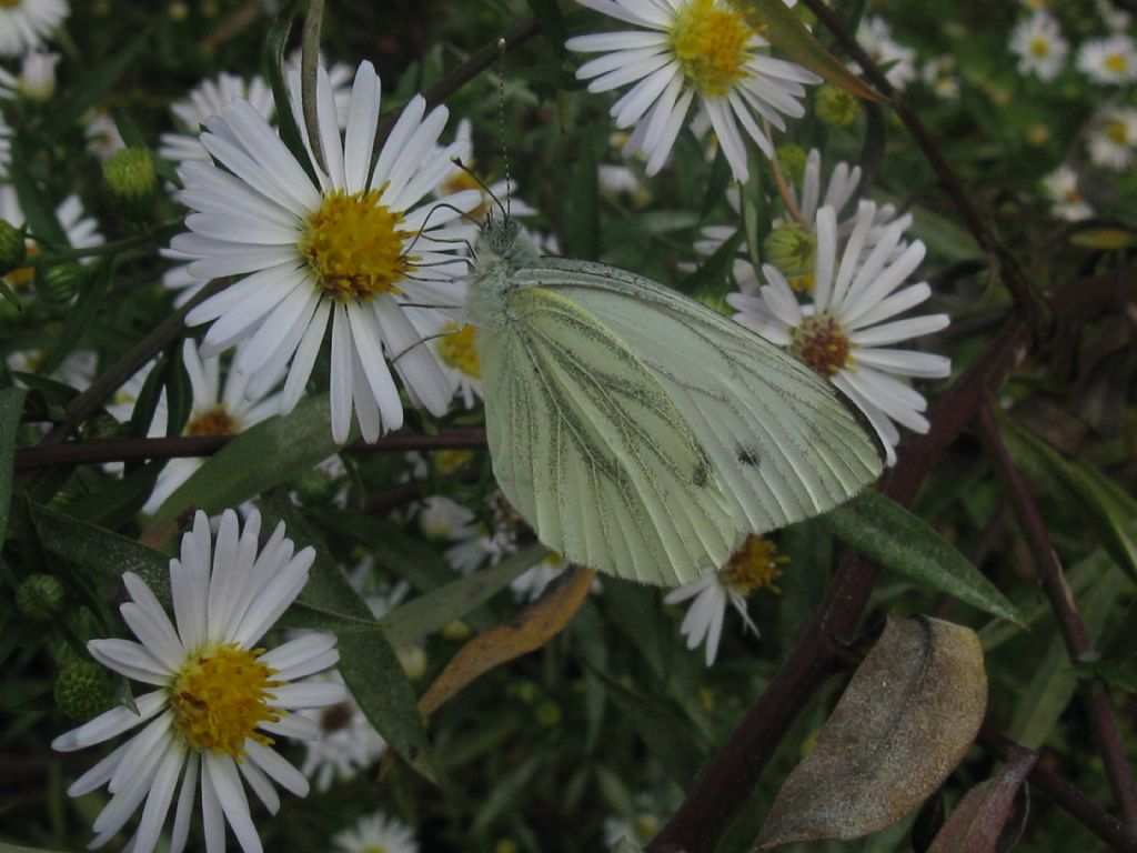 Pieris napi, Pieridae