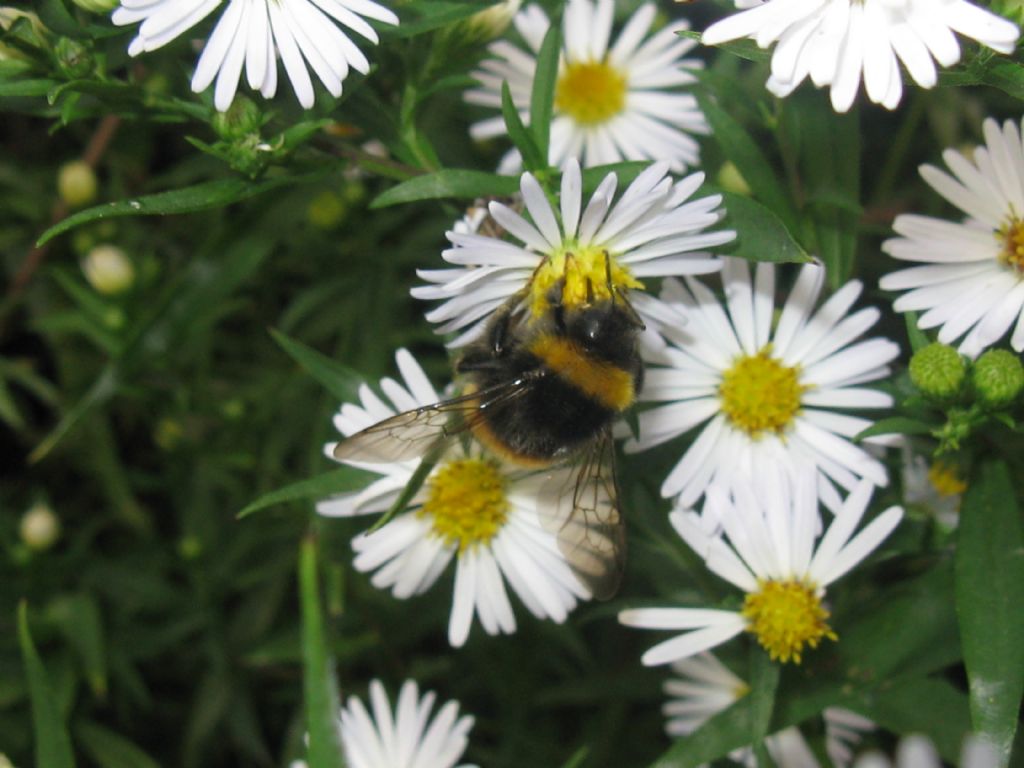 Bombus cfr. terrestris, Apidae