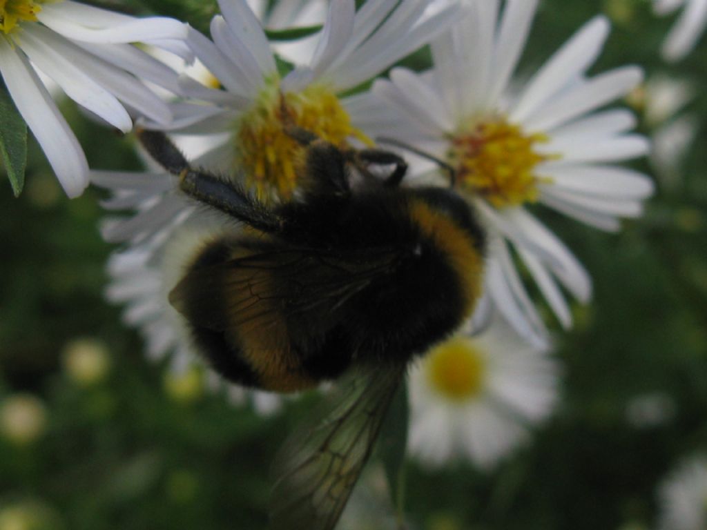 Bombus cfr. terrestris, Apidae