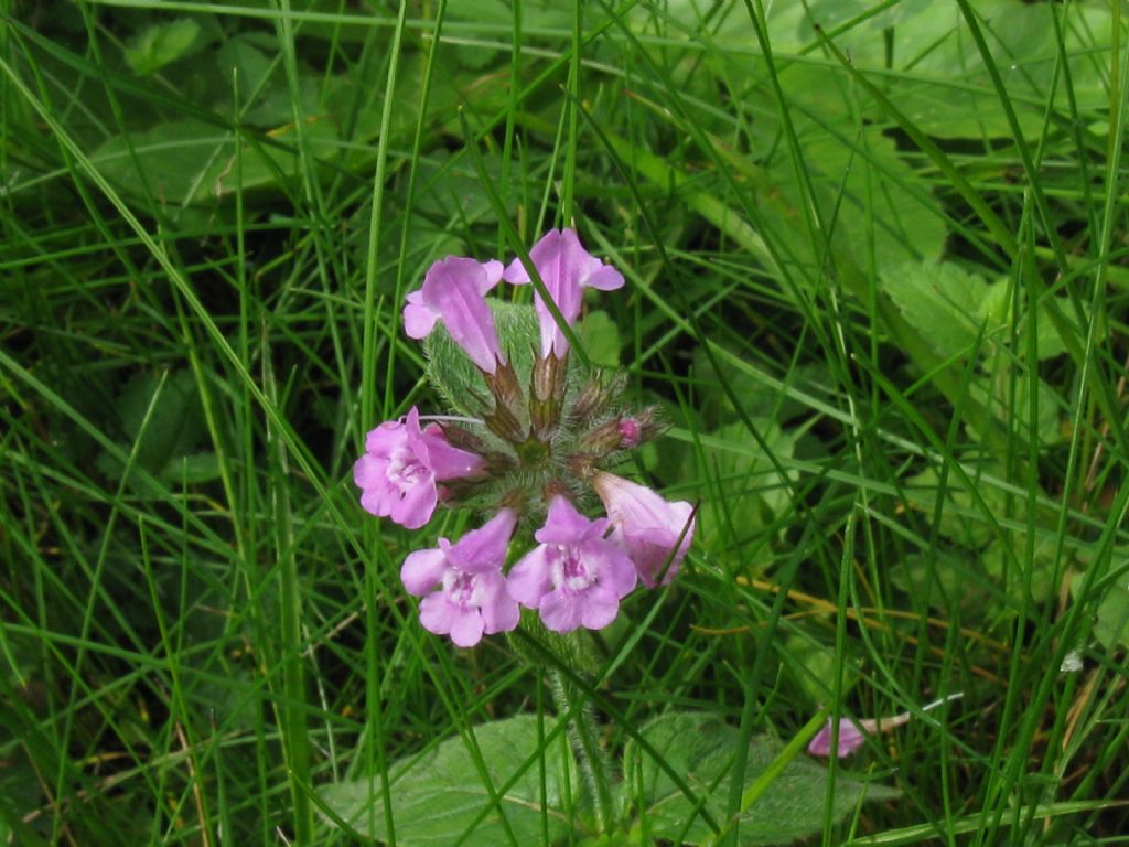 Clinopodium vulgare