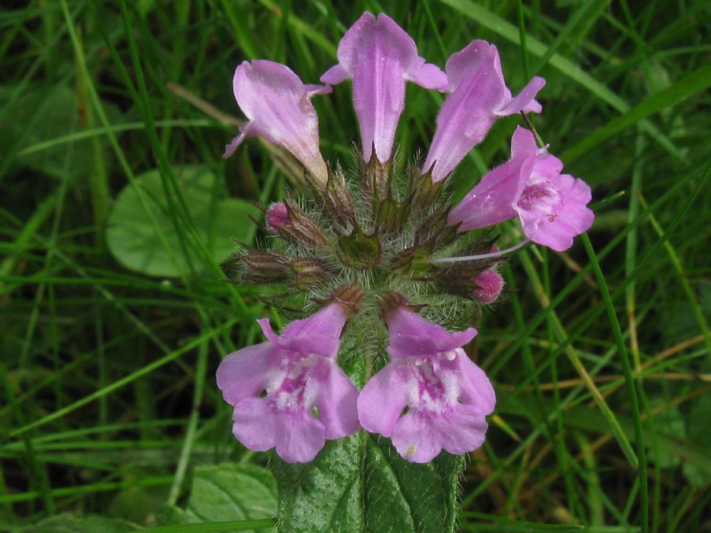 Clinopodium vulgare