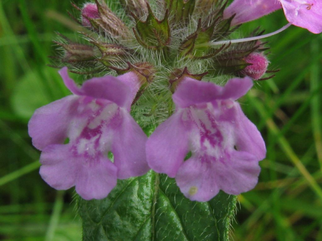 Clinopodium vulgare