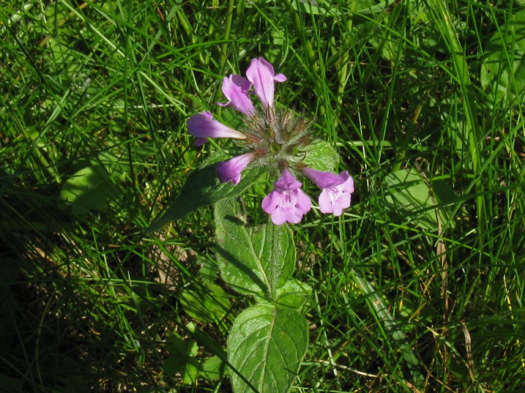 Clinopodium vulgare