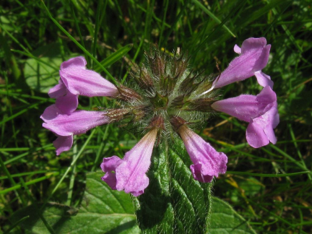 Clinopodium vulgare