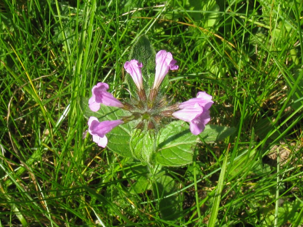 Clinopodium vulgare