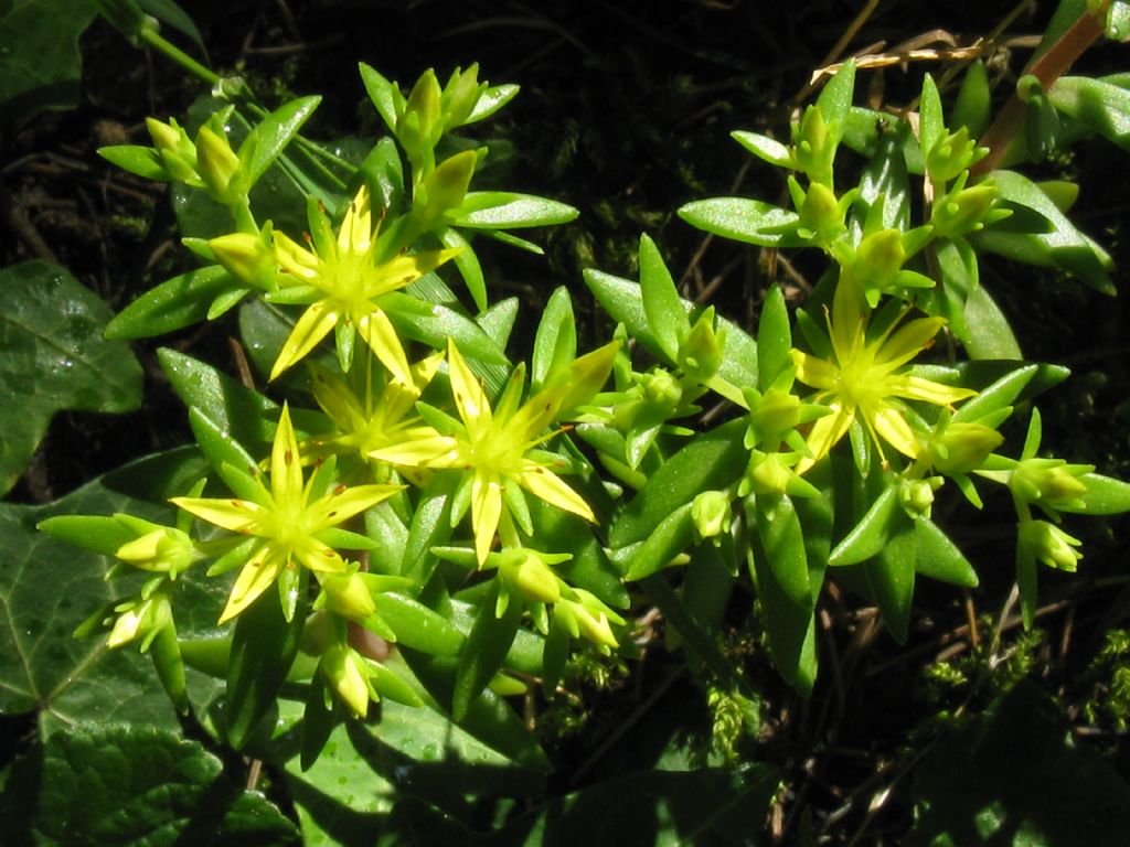 Sedum sarmentosum / Borracina sarmentosa