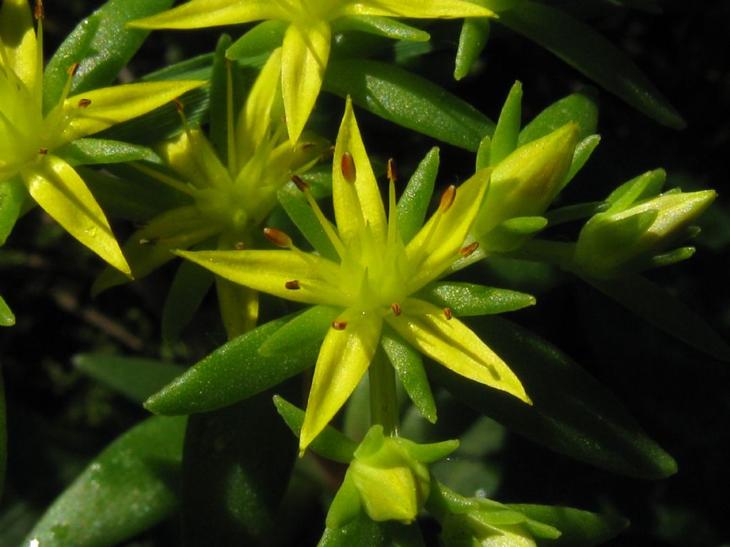 Sedum sarmentosum / Borracina sarmentosa