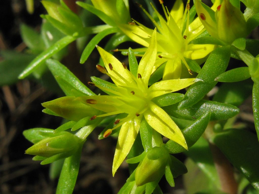 Sedum sarmentosum / Borracina sarmentosa