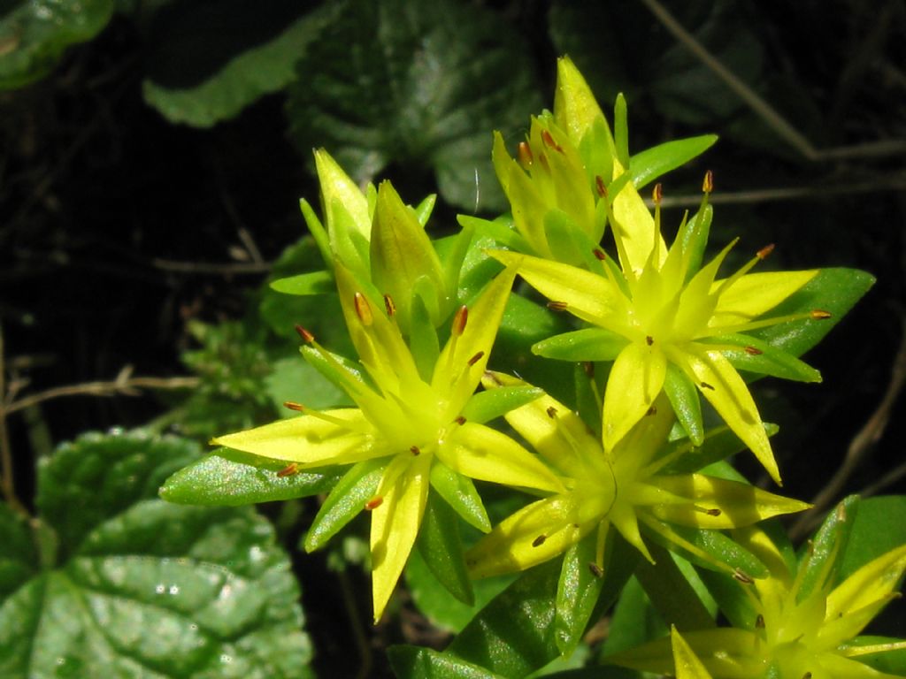 Sedum sarmentosum / Borracina sarmentosa