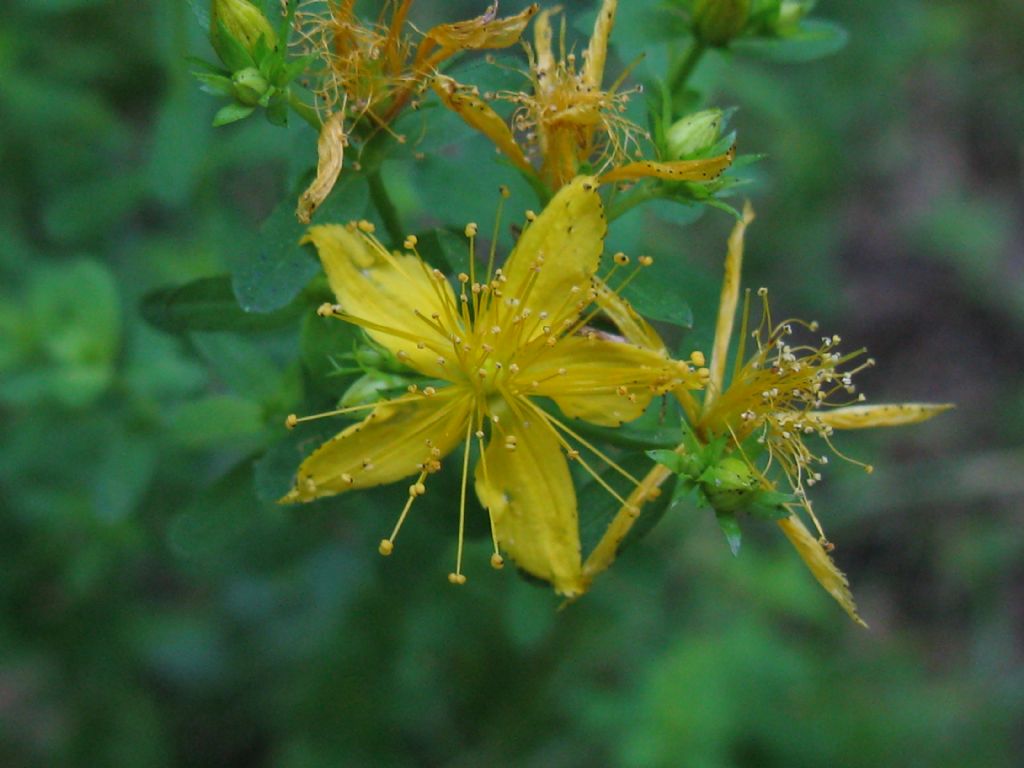 Hypericum perforatum?