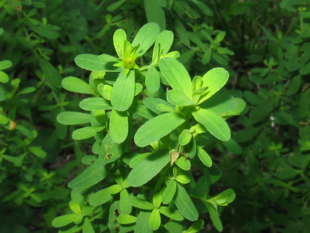 Hypericum perforatum?