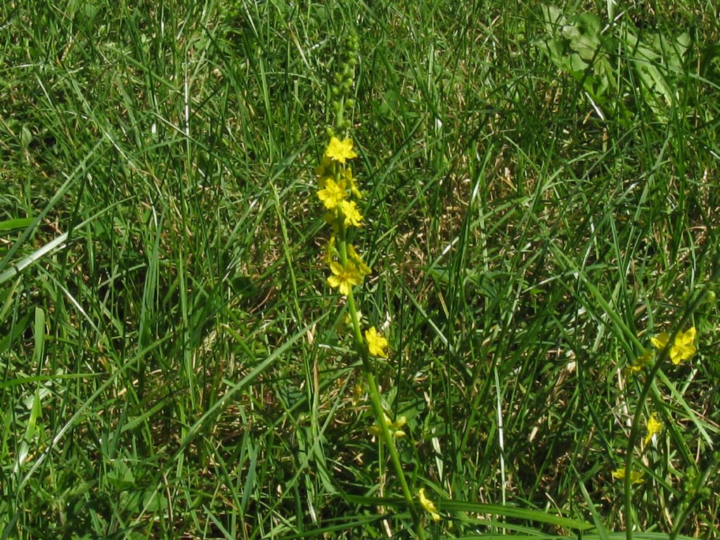 Agrimonia eupatoria