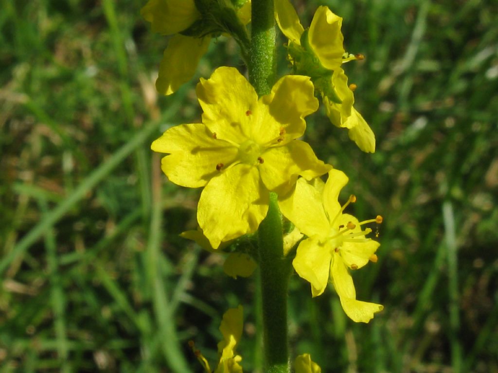 Agrimonia eupatoria