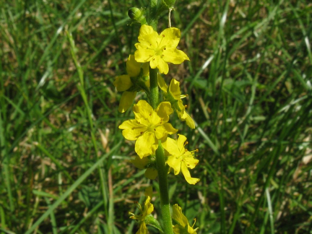 Agrimonia eupatoria