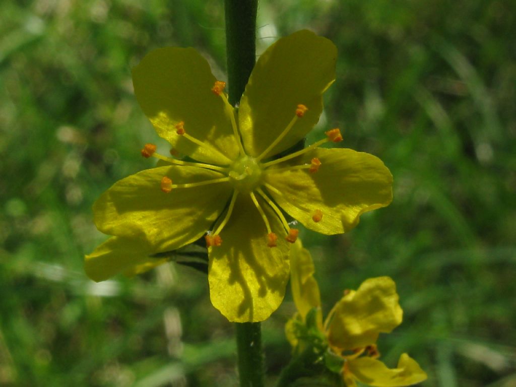 Agrimonia eupatoria