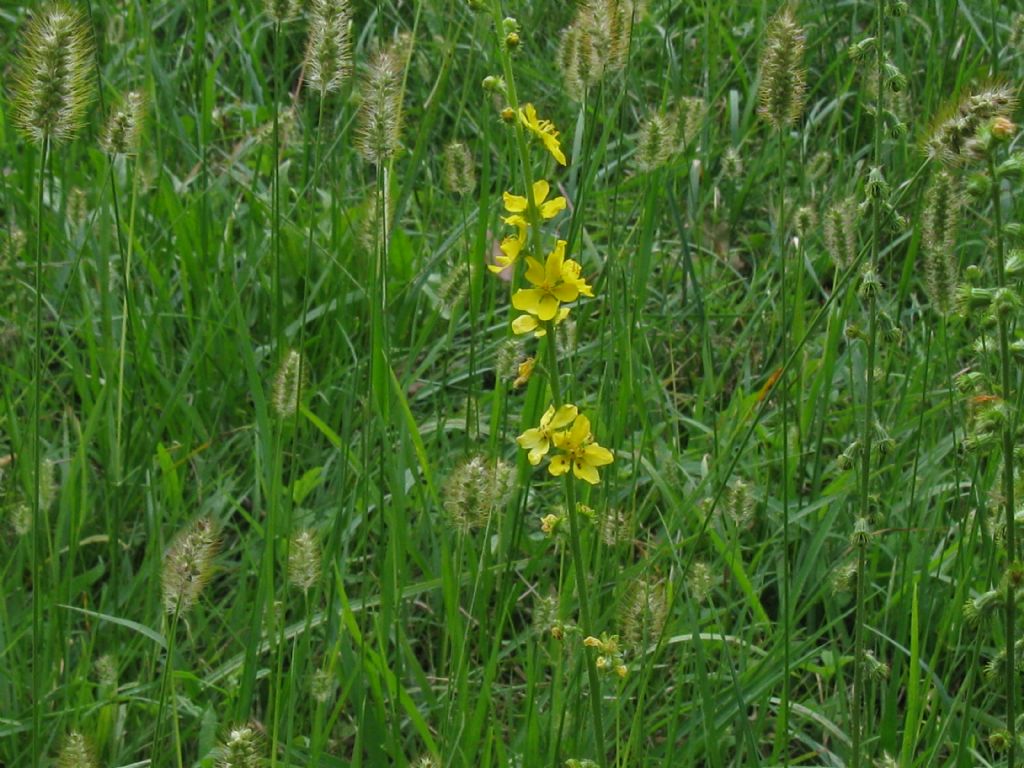 Agrimonia eupatoria