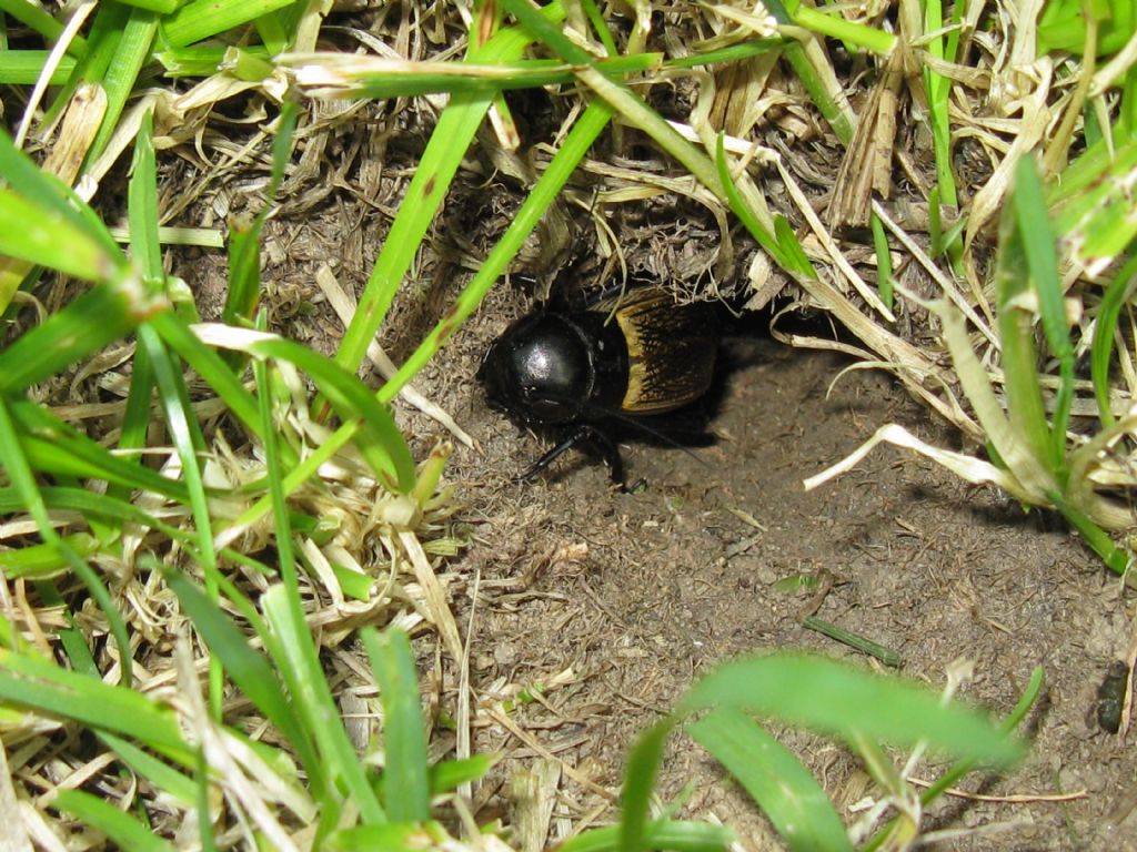 Grilli:  sesso?  Gryllus campestris,  ♂♀