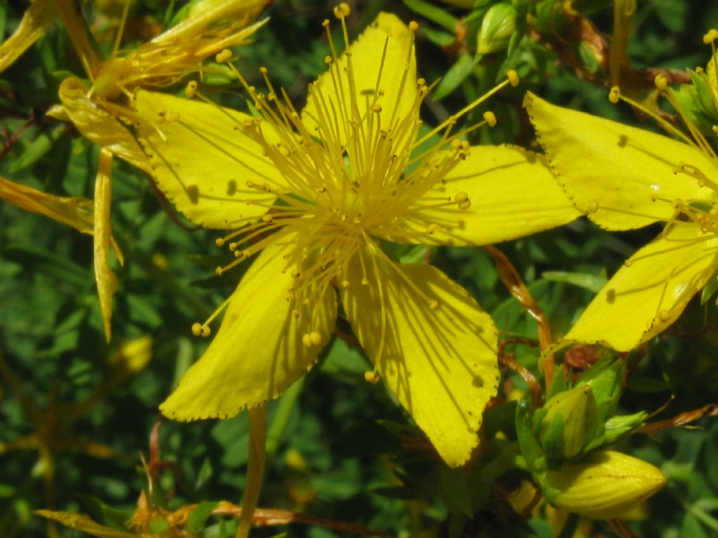 Hypericum perforatum