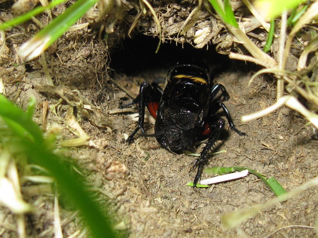 Grilli:  sesso?  Gryllus campestris,  ♂♀