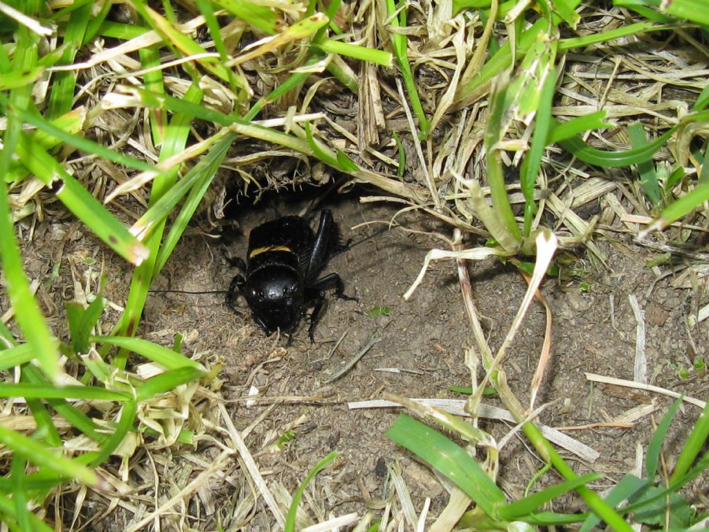 Grilli:  sesso?  Gryllus campestris,  ♂♀