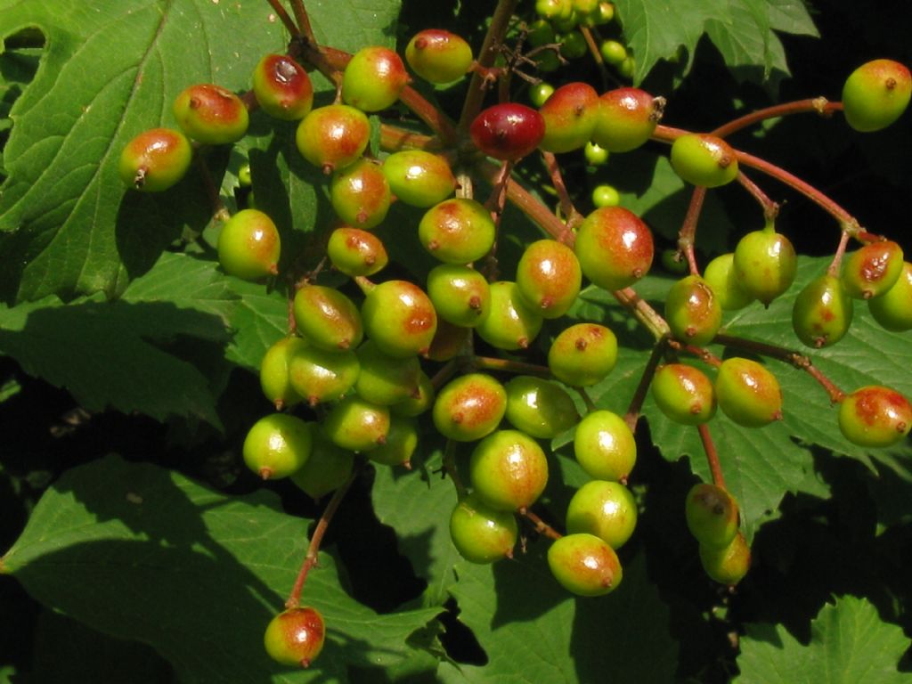 Viburnum opulus, bacche