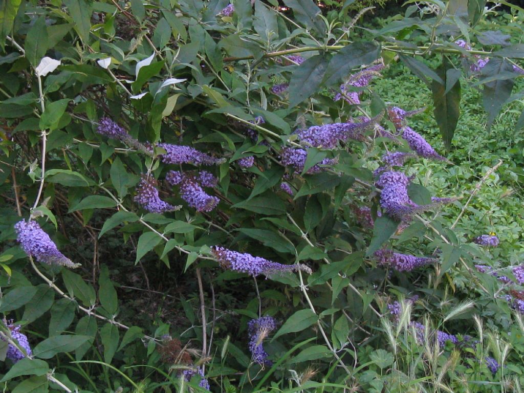 Buddleja davidii