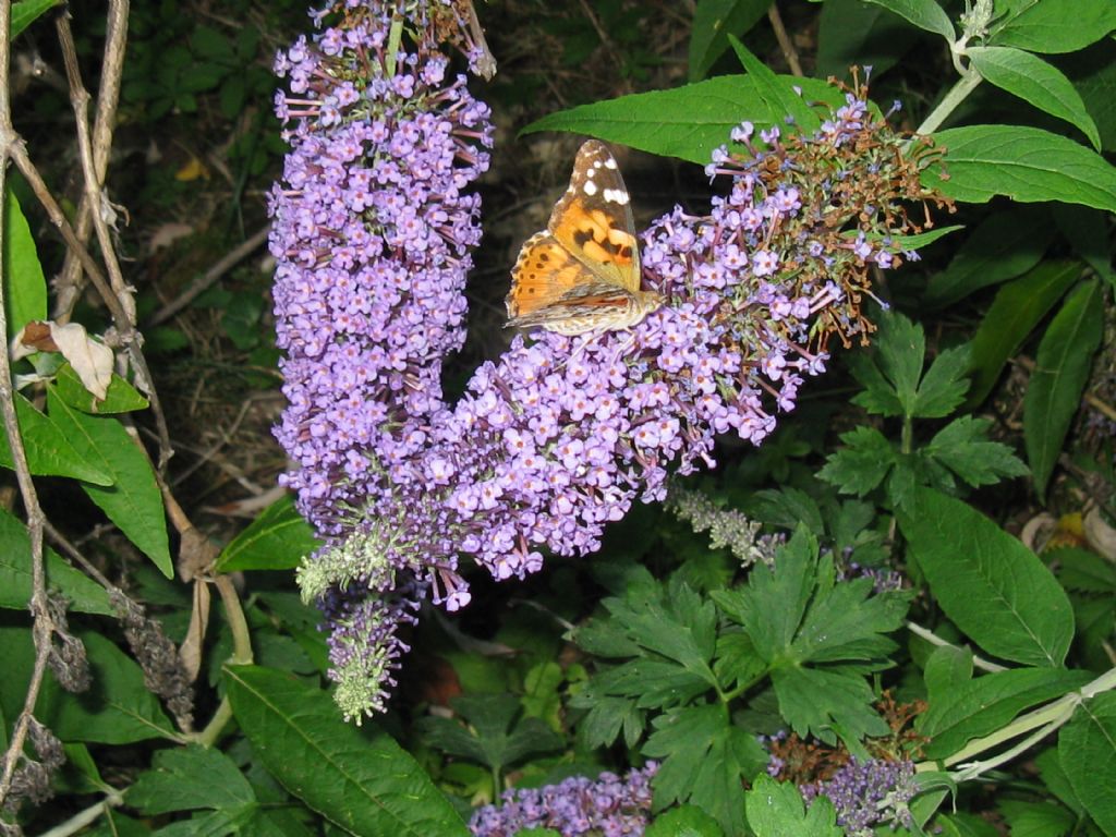 Buddleja davidii