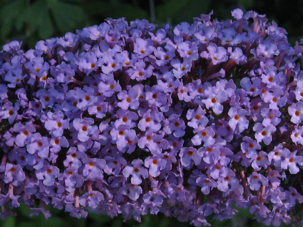 Buddleja davidii