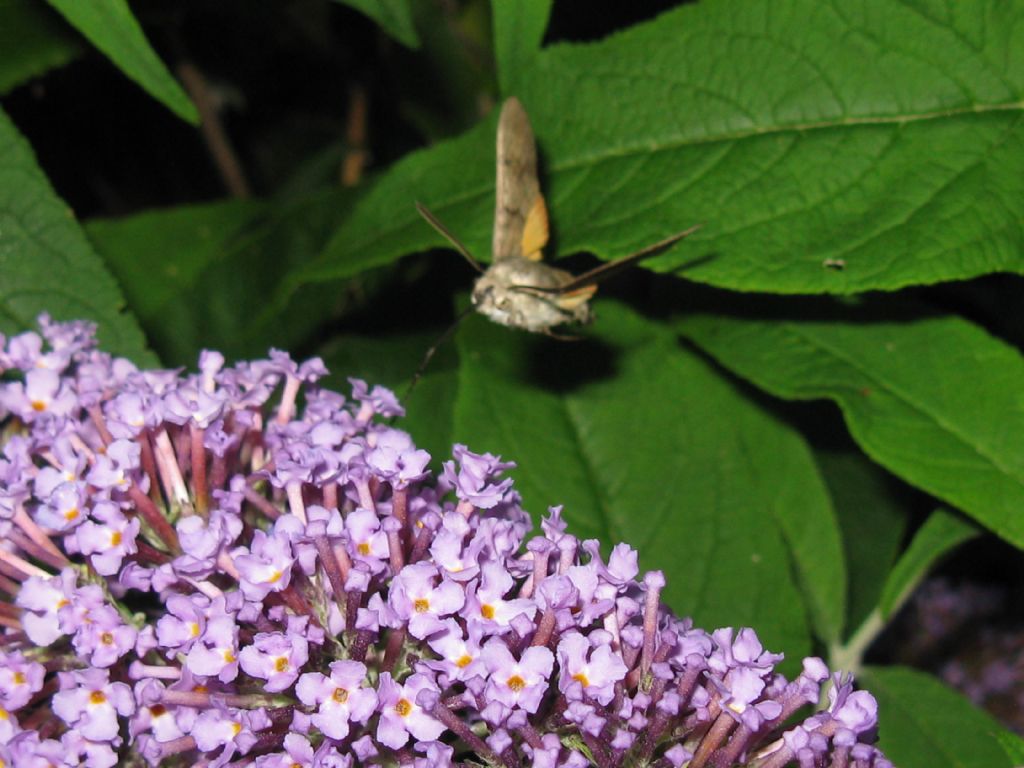 Buddleja davidii