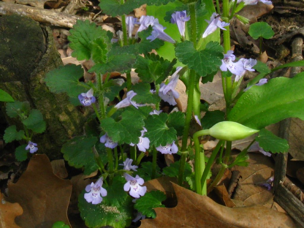 Arum italicum