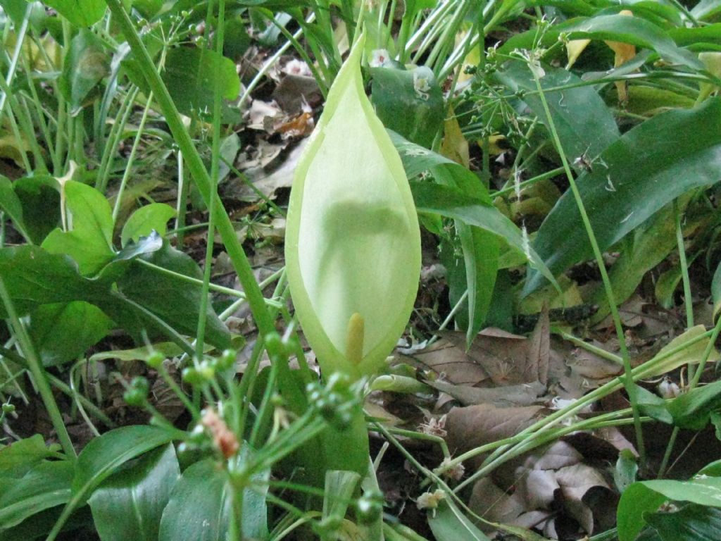 Arum italicum