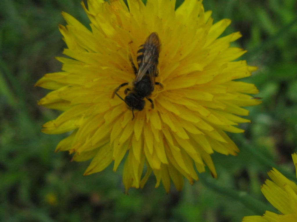 Quale vespa? No, Apidae, cfr. Halictus sp.