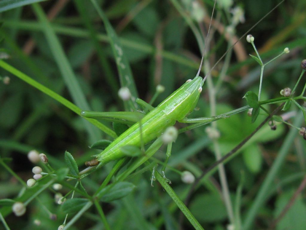 Conocephalidae: cfr. Ruspolia nitidula, ninfa