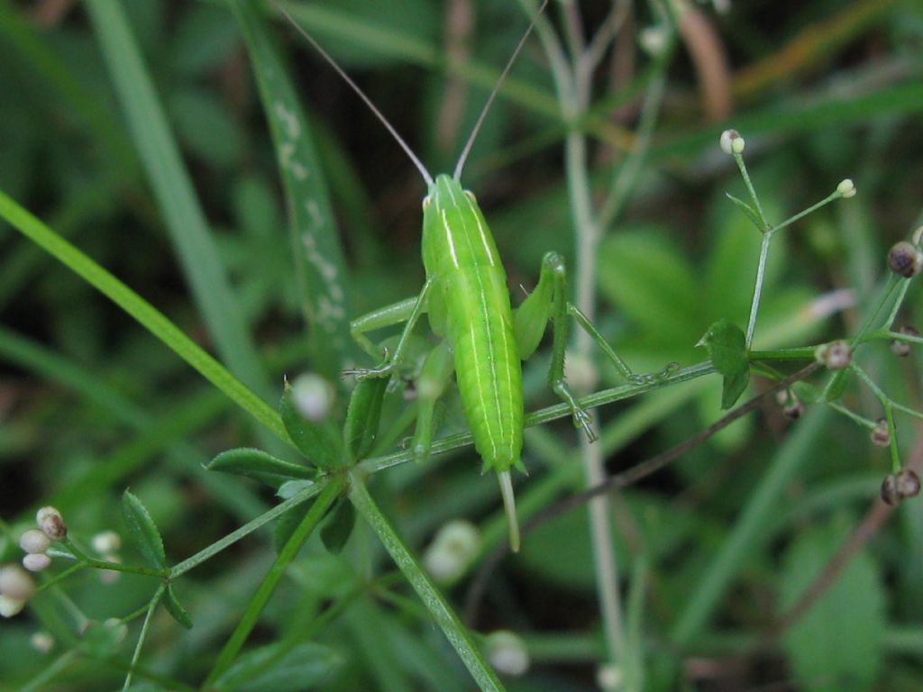 Conocephalidae: cfr. Ruspolia nitidula, ninfa